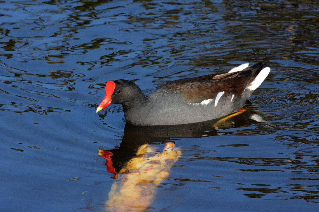 Gallinule, Common, 2015-01180904 Wakodahatchee Wetlands, FL.JPG - Common Gallinule. Wakodahatchee Wetlands, FL, 1-18-2015